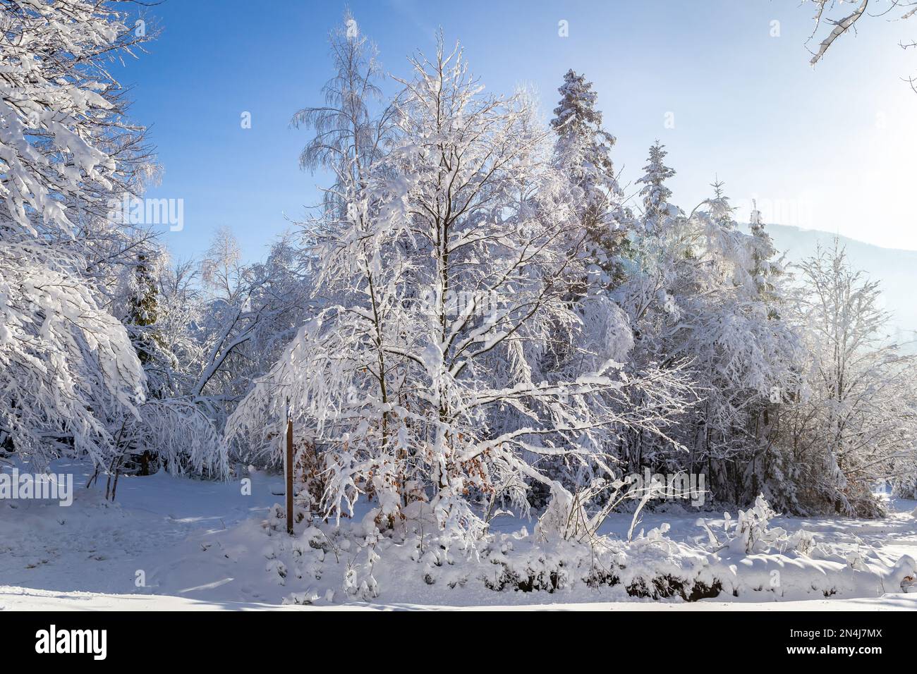 Gemischter Wald mit frischem, schwerem Schnee im Winter, Hala Slowianka Gipfel, Beskid Berge, Wegierska Gorka, Polen. Stockfoto