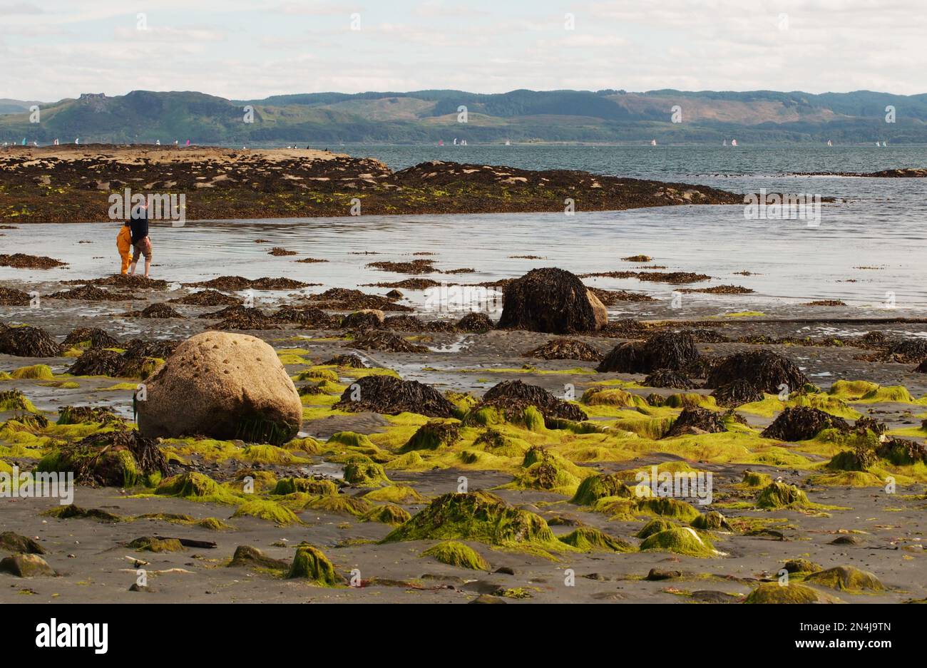 Dickes Algen auf den Felsen am Strand, Port nan Crullach bei Croggan, Mull, Schottland, mit einem Mann und einem Jungen und Yachten in Firth of Lorn Stockfoto