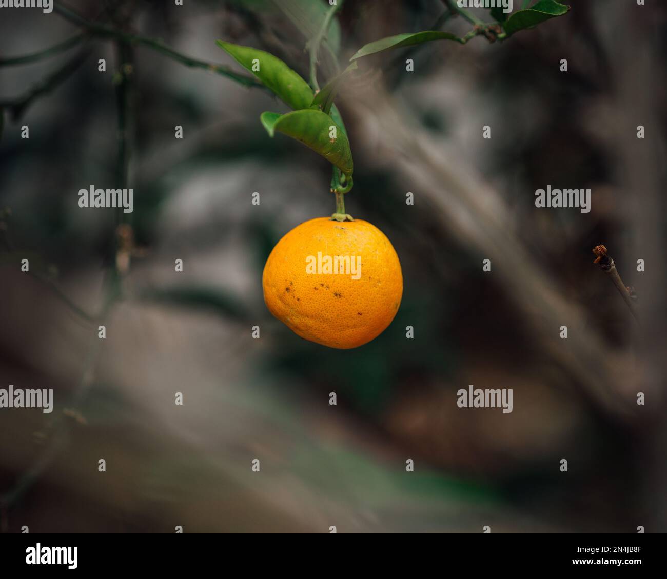 Eine Mandarine auf einem Ast mit verschwommener Vegetation im Hintergrund Stockfoto