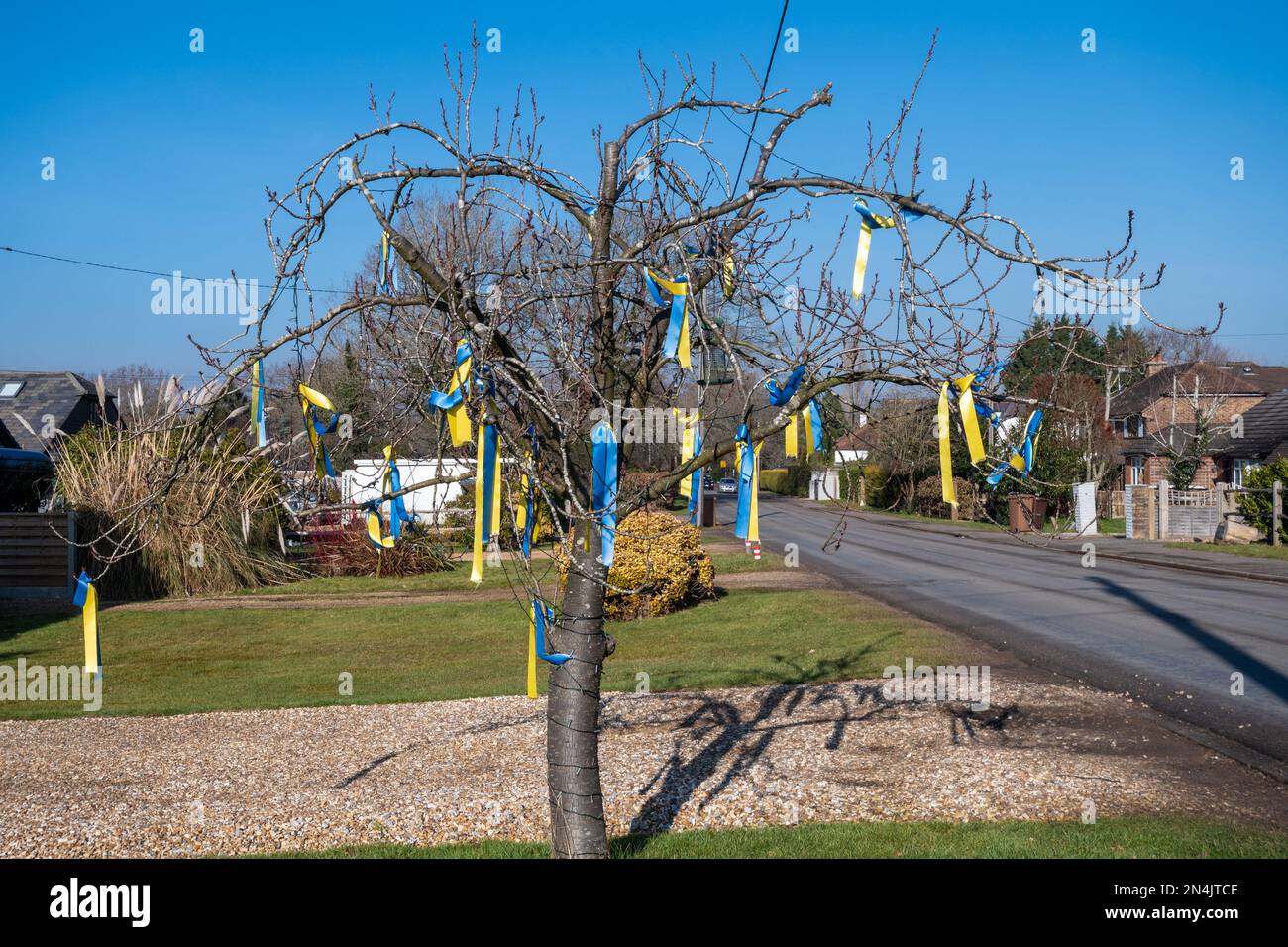 08. Februar 2023 Fast ein Jahr nach der massiven Invasion der Ukraine durch Russland wurden in Surrey, England, Großbritannien, blaue und gelbe Bänder an einen Baum gehängt, die ukrainischen Flaggenfarben zeigen die anhaltende britische Unterstützung für die Ukrainer. Stockfoto