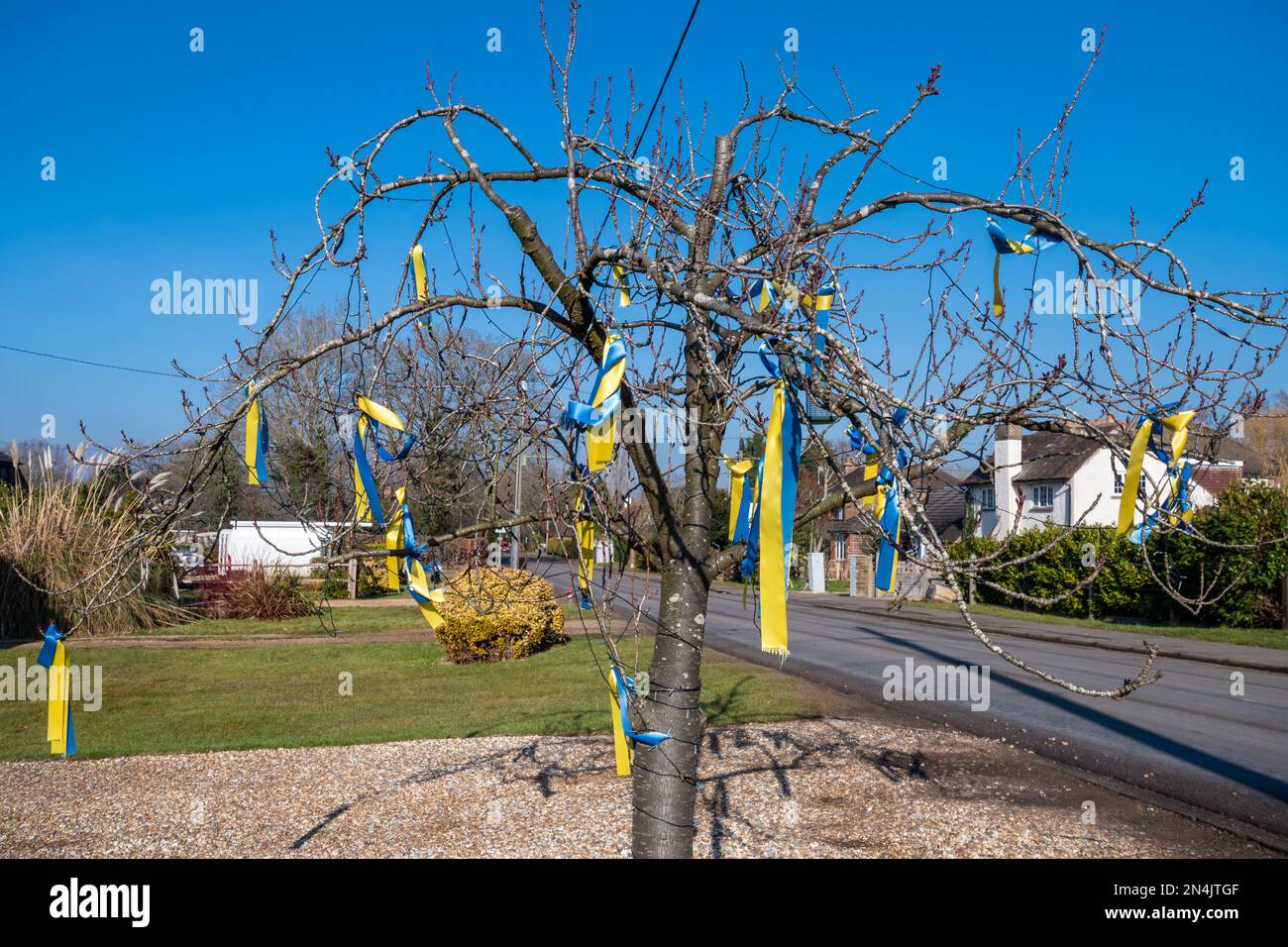 08. Februar 2023 Fast ein Jahr nach der massiven Invasion der Ukraine durch Russland wurden in Surrey, England, Großbritannien, blaue und gelbe Bänder an einen Baum gehängt, die ukrainischen Flaggenfarben zeigen die anhaltende britische Unterstützung für die Ukrainer. Stockfoto