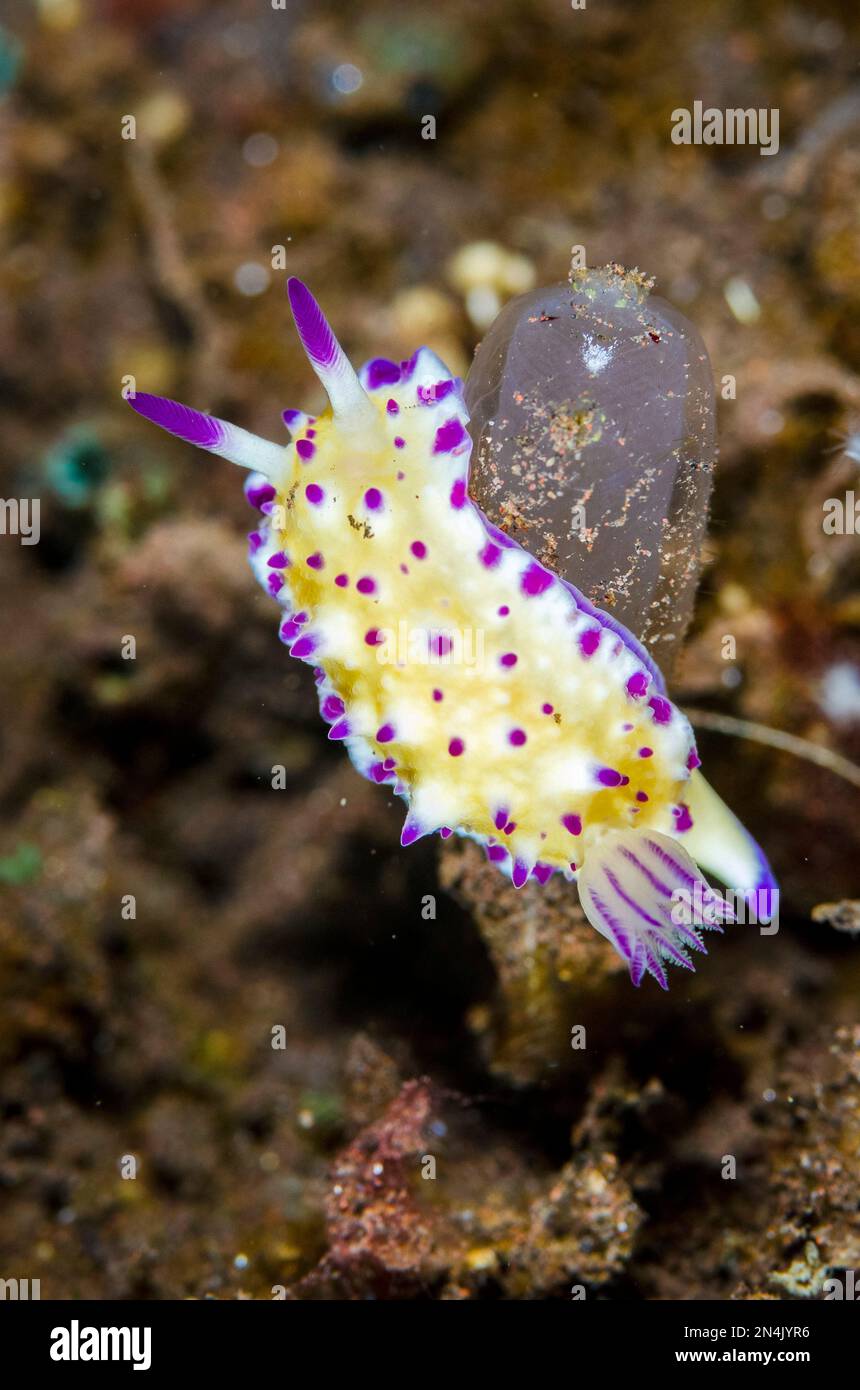 Mexichromis Nudibranch, Mexichromis multituberculata, On Sea Squirt, Rhopalaea sp, Batu Niti Dive Site, Seraya, Kubu District, Karangasem, Bali, Indon Stockfoto