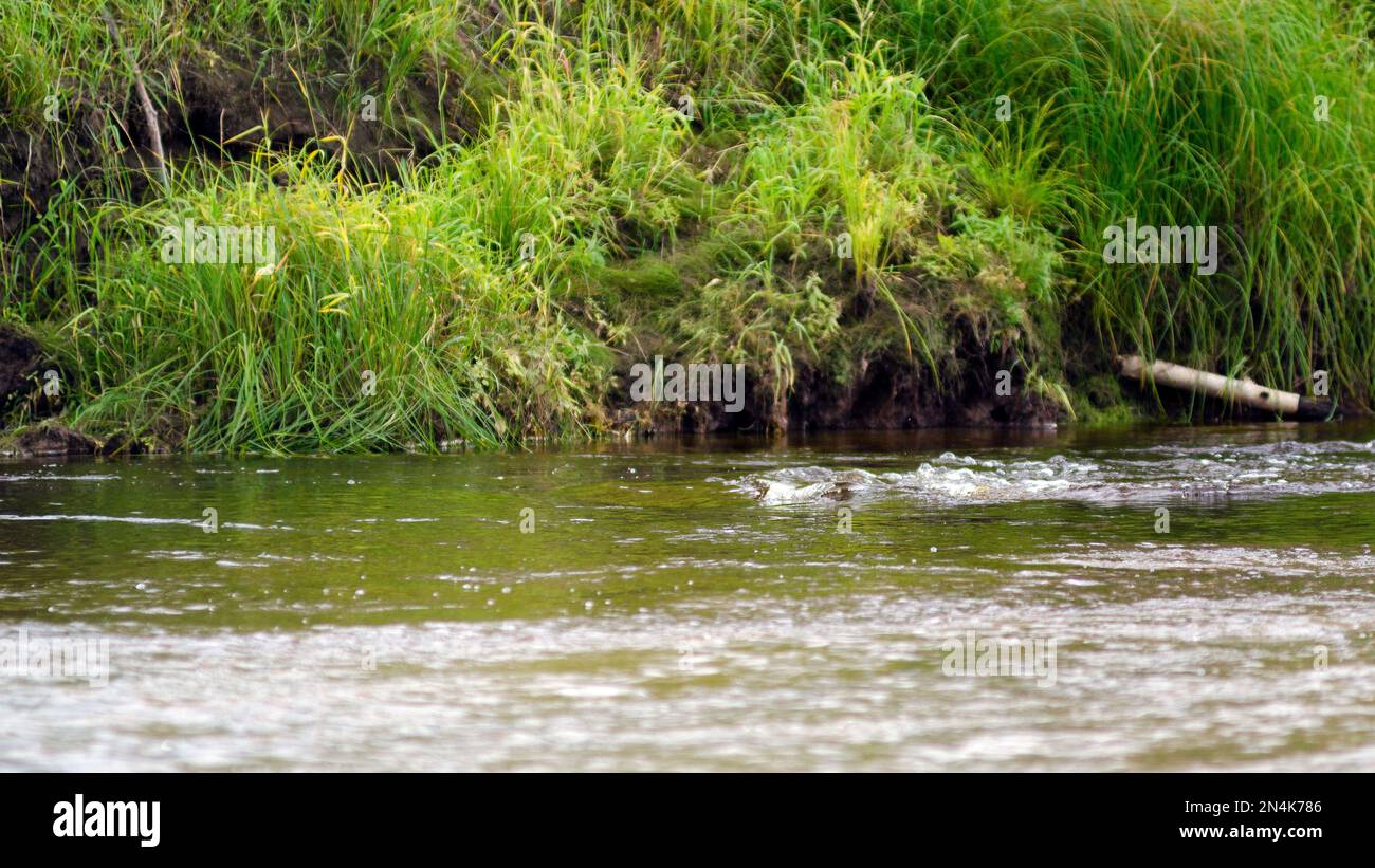 Der schnelle Fluss eines kleinen nördlichen Flusses mit Blasen in der Nähe der Grasküste in der Taiga von Yakutia. Stockfoto