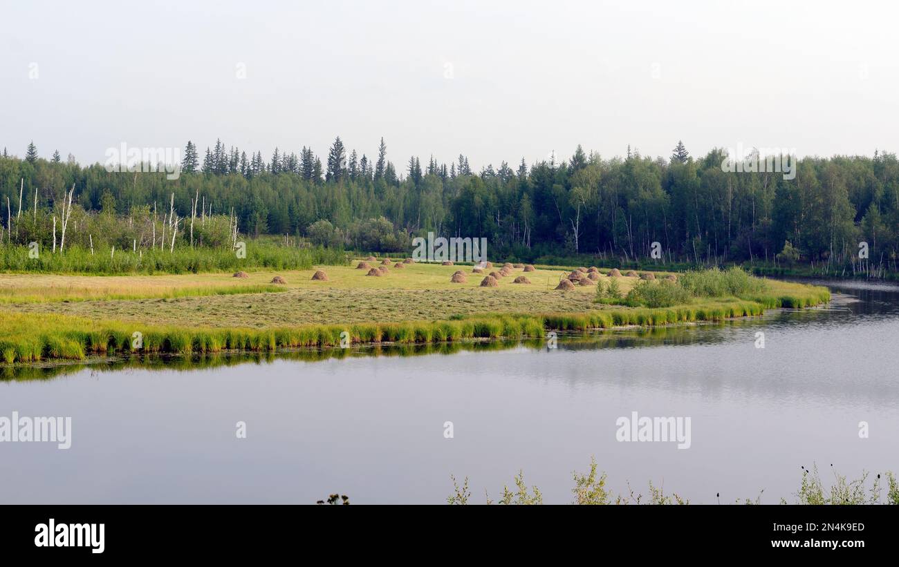 Viele Heuhaufen stehen auf dem Feld am See in der nördlichen wilden Taiga von Yakutia im Wald zwischen Birken und Tannen. Die Landwirtschaft des N Stockfoto