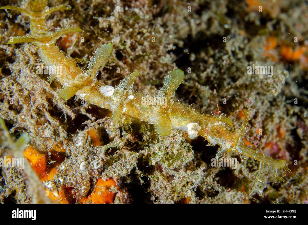 Schnabelbarsch, Halicampus macrorhynchus, Tauchplatz Kobe Reef, Weda, Halmahera, North Maluku, Indonesien, Halmahera-Meer Stockfoto