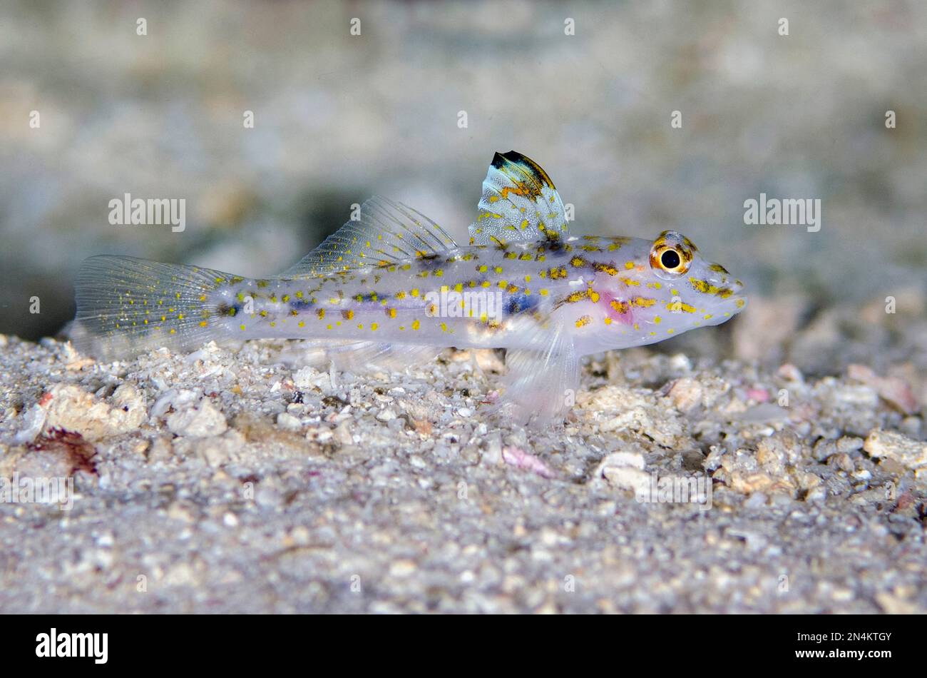 Blotched Sandgoby, Fusigobius inframaculatus, Gorango Kecil Dive Site, Weda, Halmahera, North Maluku, Indonesien, Halmahera-Meer Stockfoto