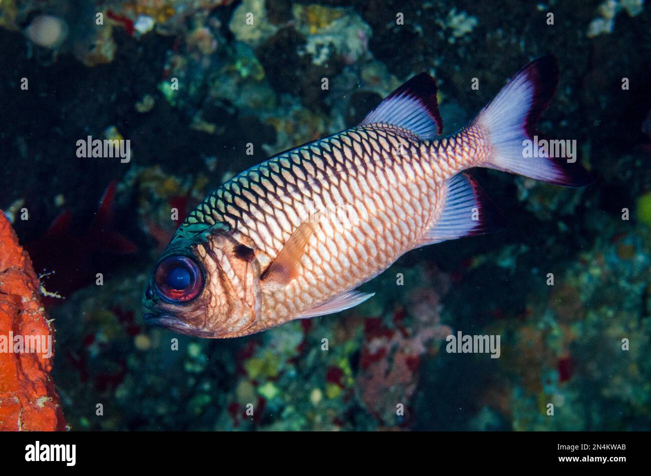 Shadowfin Soldierfish, Myripristis adusta, Elmoost Dive Site, Weda, Halmahera, Nord-Maluku, Indonesien, Halmahera-Meer Stockfoto
