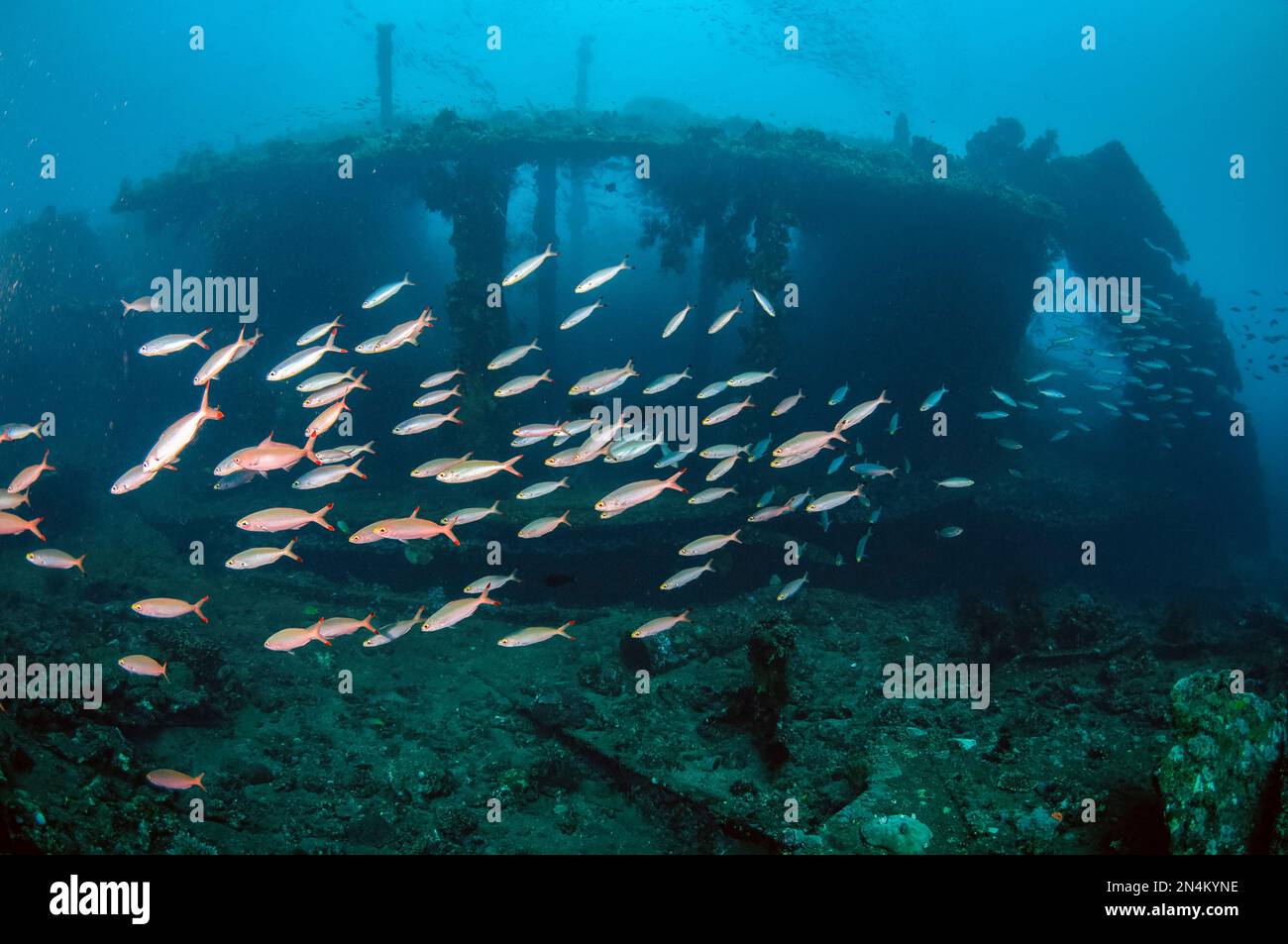 Schule der Banana Fusiliers, Pterocaesio pisang, mit Wrack im Hintergrund, Liberty Wreck Tauchplatz, Tulamben, Karangasem, Bali, Indonesien, Indischer Ozean Stockfoto