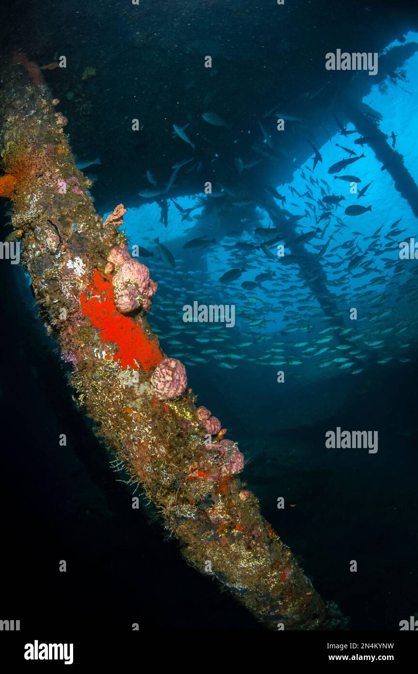 Schule der Fische im Wrack, Liberty Wreck Tauchplatz, Tulamben, Karangasem, Bali, Indonesien, Indischer Ozean Stockfoto