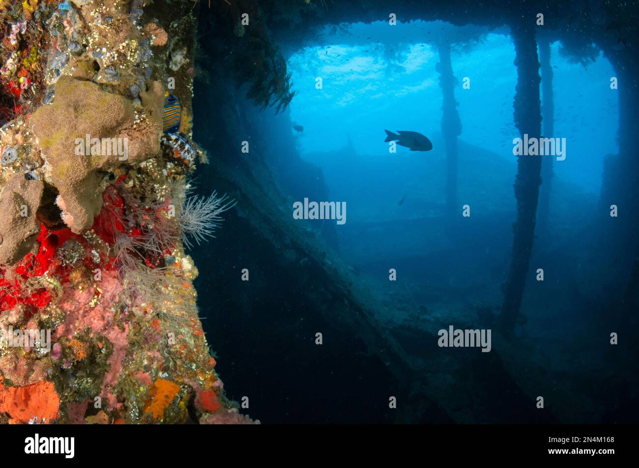 Fischsilhouette, im Korallenwrack-Innern, Liberty Wreck Tauchplatz, Tulamben, Karangasem, Bali, Indonesien, Indischer Ozean Stockfoto