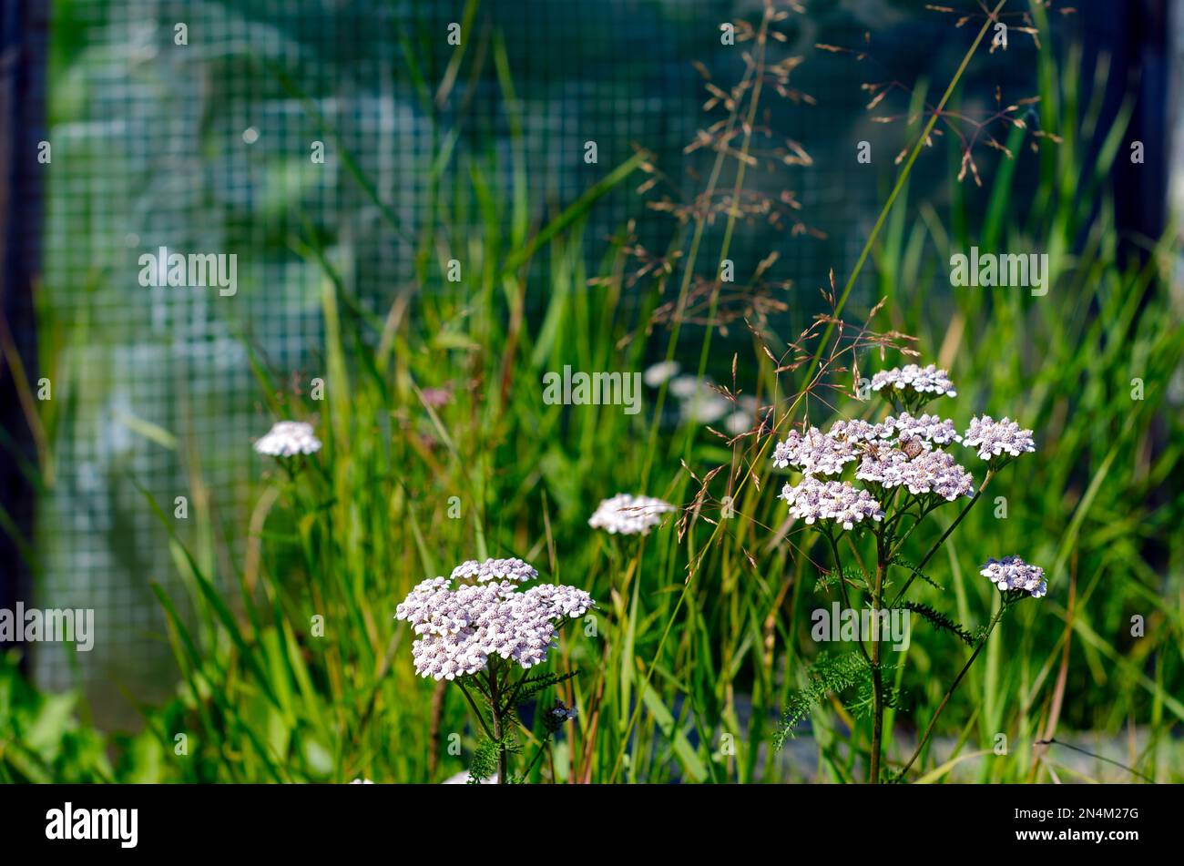 Im Sommer wächst im Gartenbereich vor dem Hintergrund von grünem Gras und Gewächshaus wilder Heilpflanzenarsch mit weißen Blüten. Stockfoto