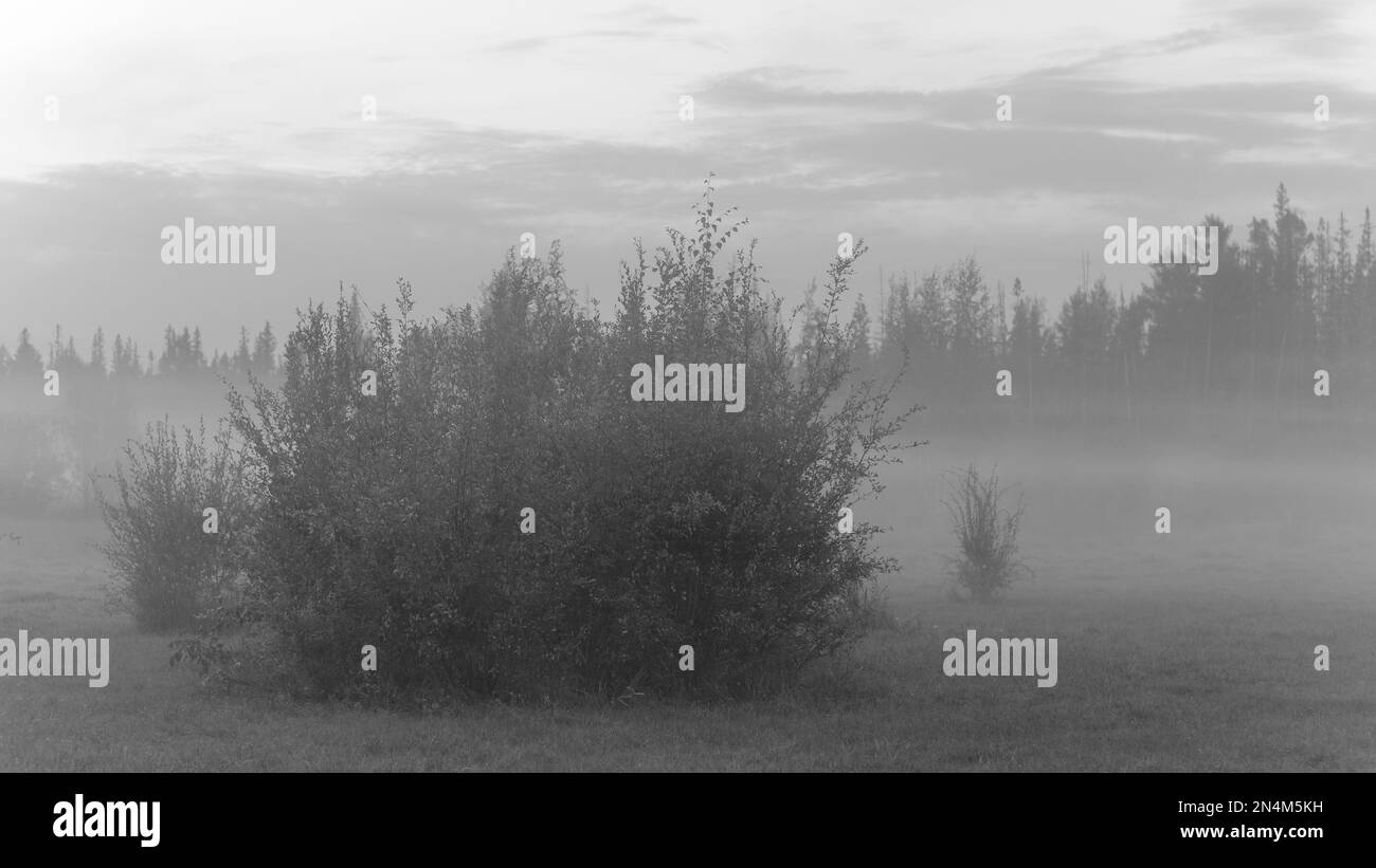 Schwarzweißfoto von Büschen und Wäldern, die sich am Abend in einem schleichenden weißen Nebel in der wilden Taiga von Nord-Yakutia verstecken. Stockfoto
