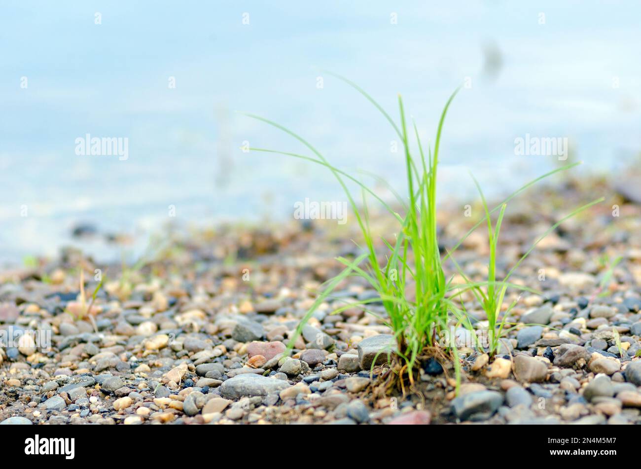 Ein einsamer Tümpel wildes grünes Gras wächst zwischen den Kieselsteinen an der Küste vor dem Hintergrund des verschwommenen Flusses. Stockfoto