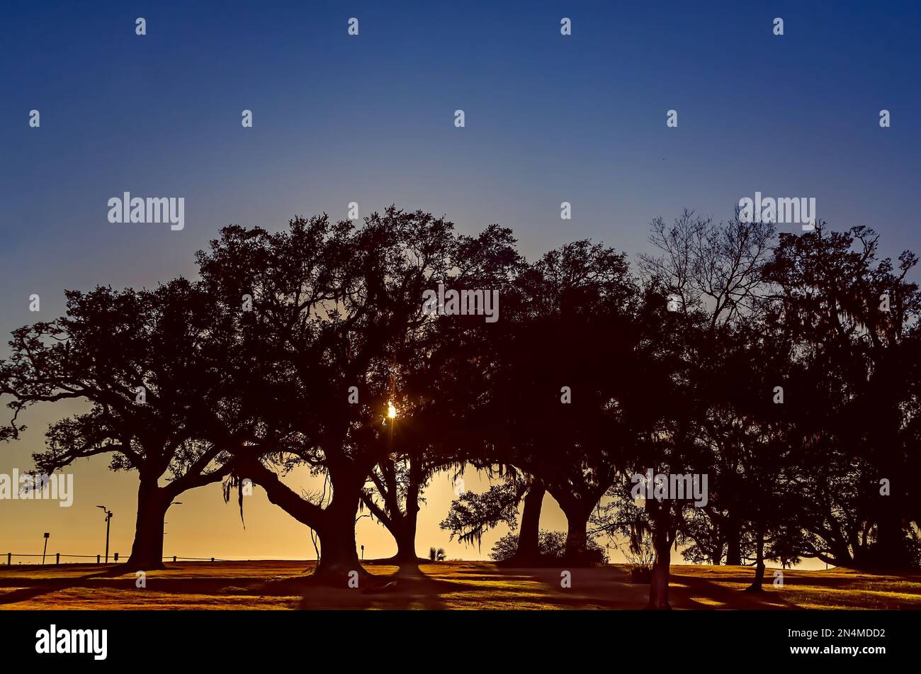 Eichenbäume mit Blick auf Front Beach, 28. Dezember 2022, in Ocean Springs, Mississippi. Front Beach wird derzeit im Wert von $11 Millionen Dollar renoviert. Stockfoto