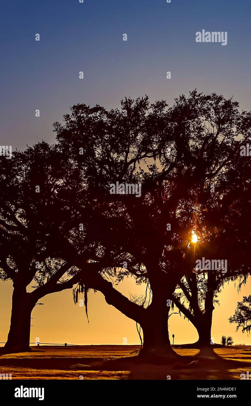 Eichenbäume mit Blick auf Front Beach, 28. Dezember 2022, in Ocean Springs, Mississippi. Front Beach wird derzeit im Wert von $11 Millionen Dollar renoviert. Stockfoto