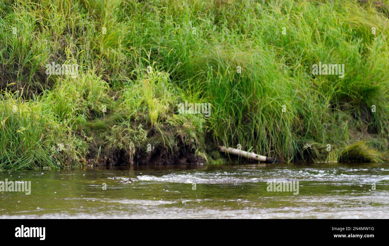 Rapid für kleine nördliche Flüsse haben dicht überwuchertes Gras mit einem Stück Baumstamm. Stockfoto