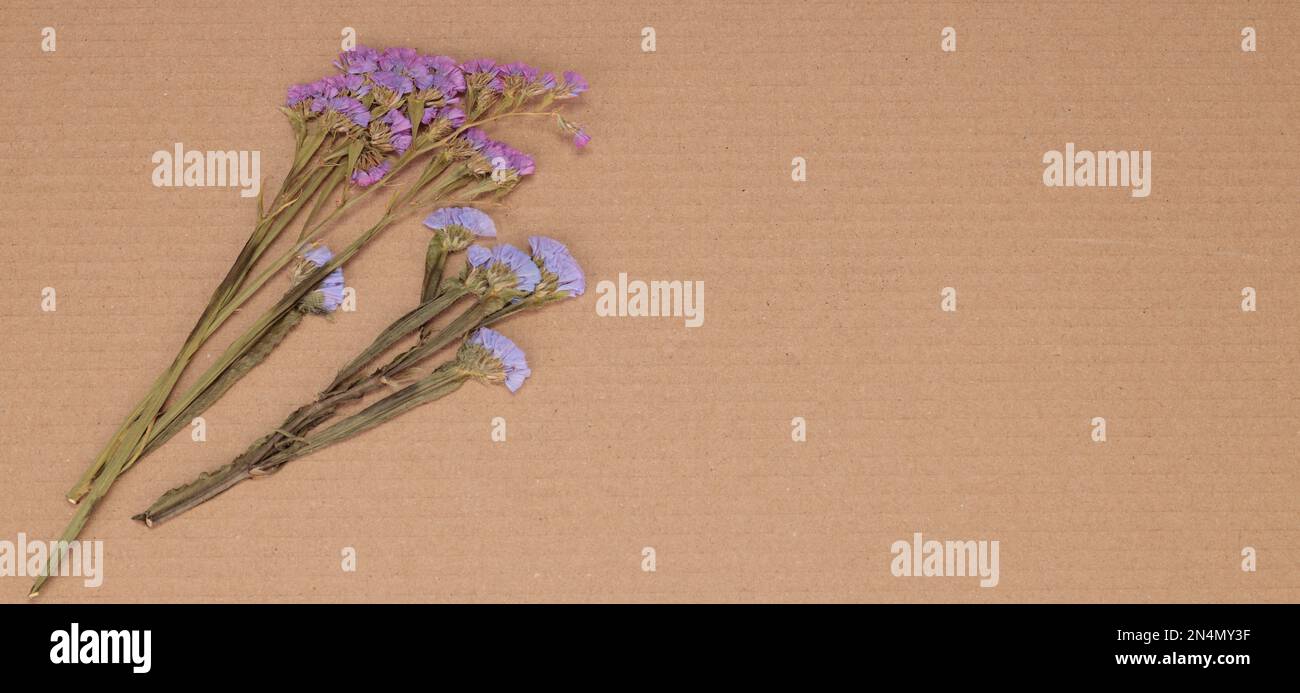 Blumenzusammensetzung. Muster aus getrockneten Blumen auf Papierhintergrund. Flach liegend, Draufsicht Stockfoto