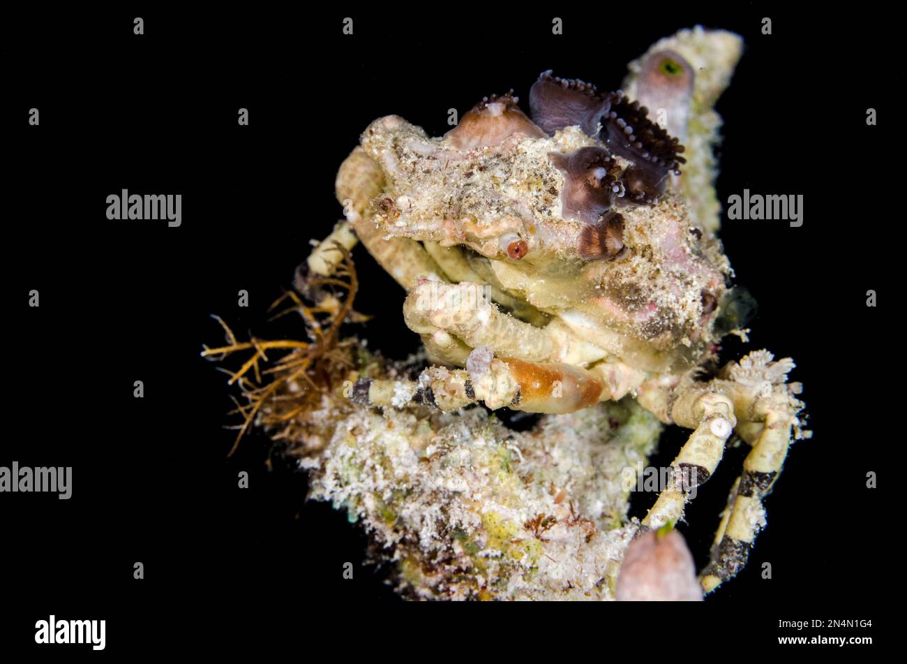 Corallimorph Decorator Crab, Cyclocoeloma tuberculata, getarnt mit Corallimorph Coral, Discosomatidae Family, Nachttauchen, Keruo Island Tauchplatz, Stockfoto