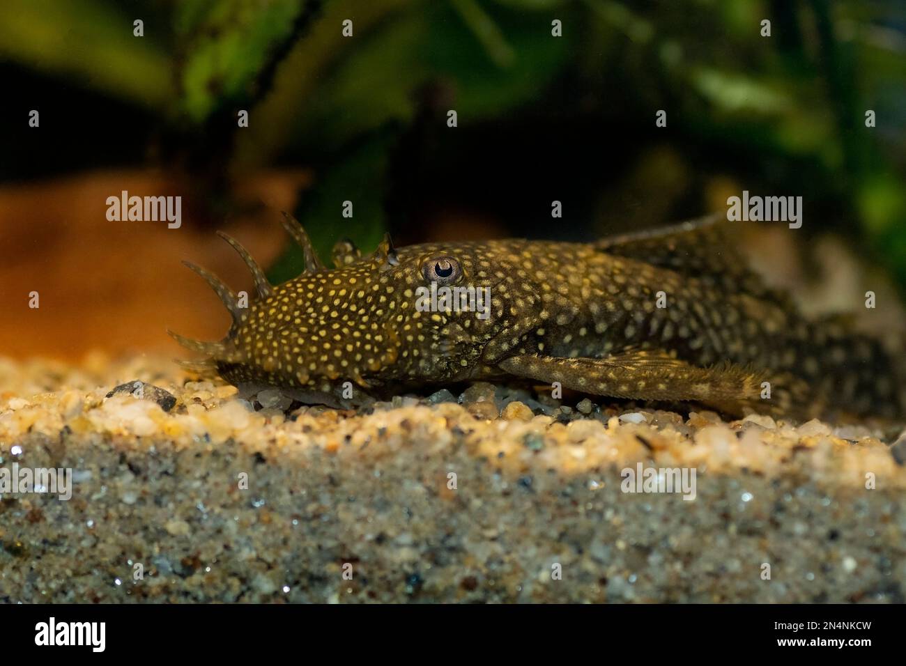 Bushymouth Catfish - Ancistrus dolichopterus Stockfoto