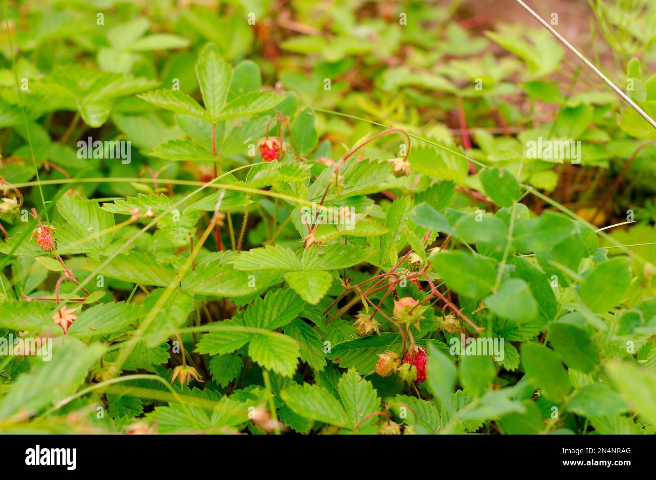 Rote und grüne Erdbeerbeeren wachsen über grünen Blättern in einer Lichtung in der Taiga. Stockfoto