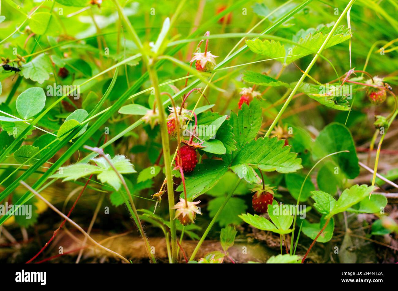 Im Sommer hängen leuchtend rote wilde Erdbeeren unter den grünen Blättern auf der Wiese. Stockfoto