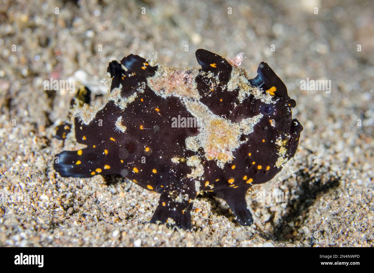 Schwarz gemalter Froschfisch, Antennarius pictus, mit orangefarbenen Flecken, Tauchplatz Jemeluk Bay, Amed, Karangasem Regency, Bali, Indonesien, Indischer Ozean Stockfoto
