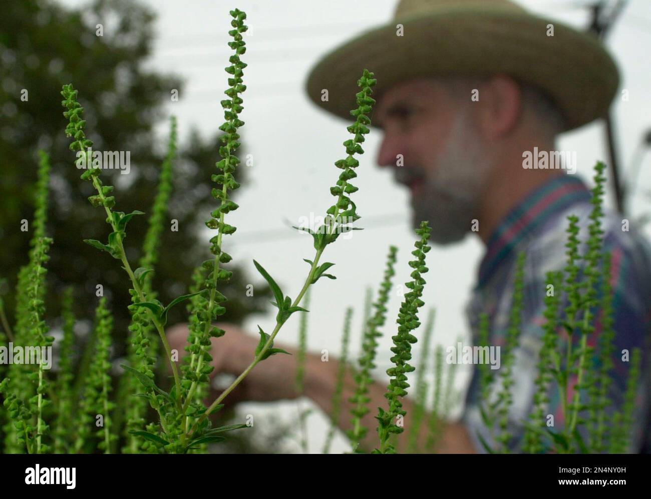 FILE - In this Aug. 20, 2004, file photo, Bob Johnson, a weed ...