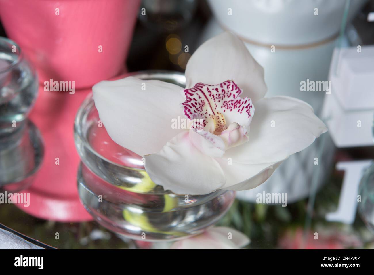 Nahaufnahme; wunderschöne kolumbianische Blume - Orquídea oder Orchidaceae. Stockfoto