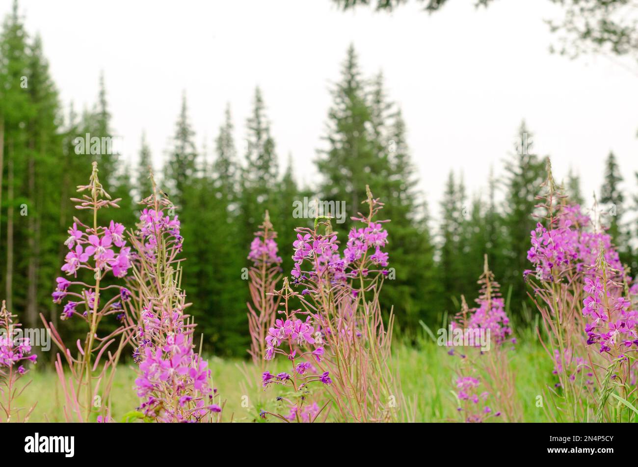 Fliederpflanzen von Ivan-Tee wachsen in der wilden Yakut Taiga vor dem Hintergrund des Fichtenwaldes. Stockfoto Fliederpflanzen von Ivan-Tee wachsen in der wilden Yakut Taiga vor dem Hintergrund des Fichtenwaldes. Stockfoto