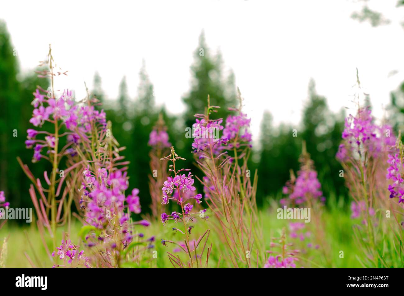 Die Fliederpflanze Ivan Tee wächst in der wilden Taiga, dem Yakut vor dem Hintergrund von Fichtenwäldern. Stockfoto Die Fliederpflanze Ivan Tee wächst in der wilden Taiga, dem Yakut vor dem Hintergrund von Fichtenwäldern. Stockfoto