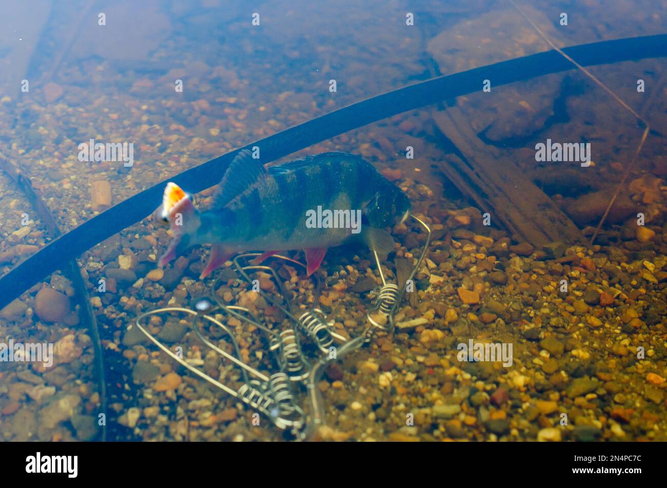 Gefangen in Fish Stringer schwimmt im klaren Wasser zwischen den Eisenstücken auf dem Boden. Stockfoto