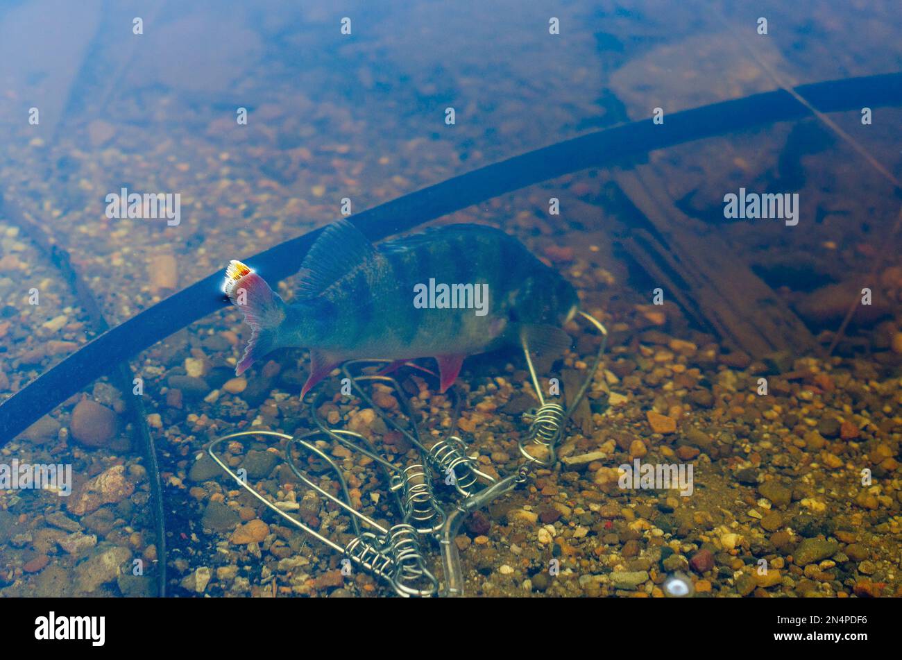 Gefangen im klaren Wasser zwischen den schwimmenden Eisenstücken unten an der Orangenflosse, die herausragt. Stockfoto