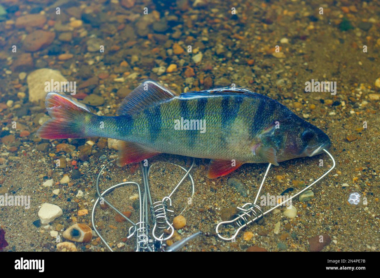 Gefangen in Fish Stringer im klaren Wasser schwimmt über den Felsen unten und ragt aus einer orangefarbenen Flosse heraus. Stockfoto