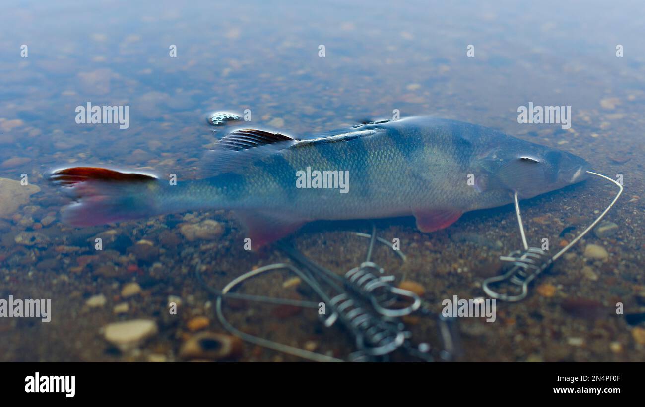 Gefangen in Fish Stringer im klaren Wasser schwimmt über den Felsen unten und ragt aus einer orangefarbenen Flosse heraus. Stockfoto