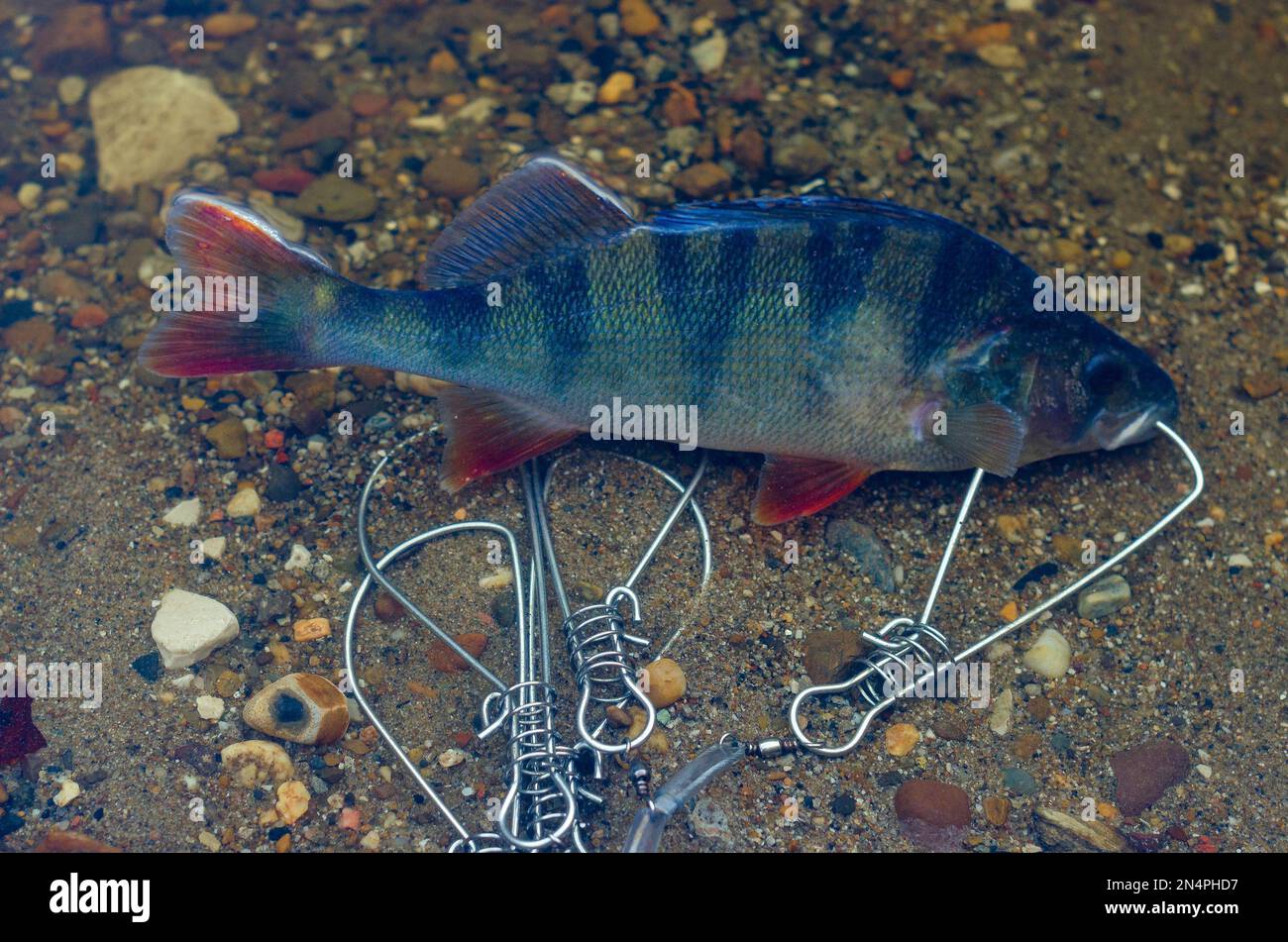 Gefangen in Fish Stringer schwimmt im klaren Wasser über den Felsen unten. Stockfoto