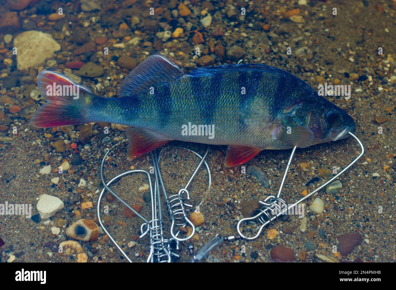 Gefangen in Fish Stringer schwimmt im klaren Wasser über den Felsen unten. Stockfoto