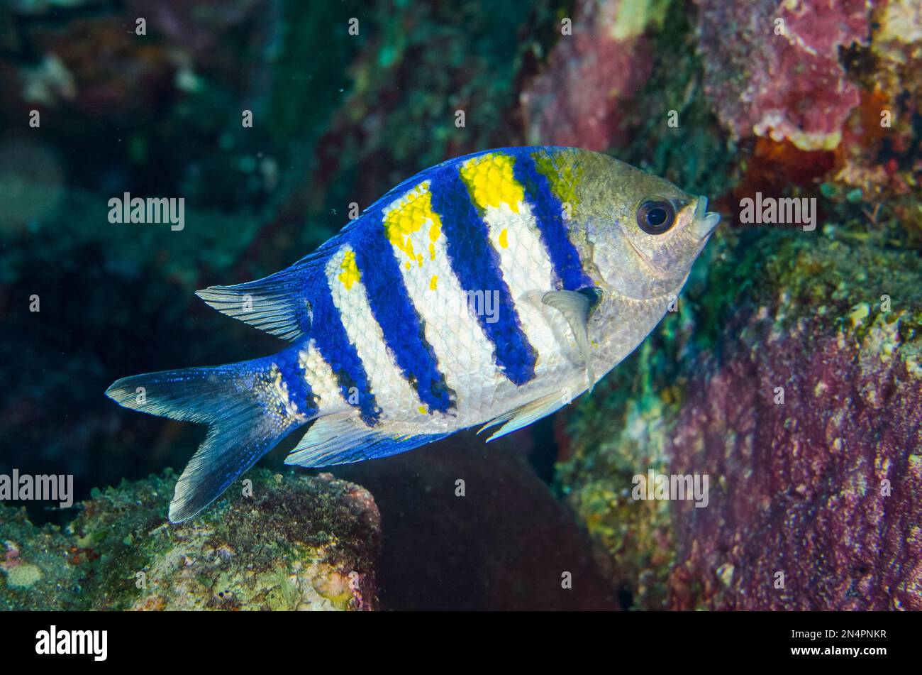 Indo-Pacific Sergeant Damselfish, Abudefduf vaigiensis, Pyramiden-Tauchplatz, Amed, Karangasem Regency, Bali, Indonesien, Indischer Ozean Stockfoto