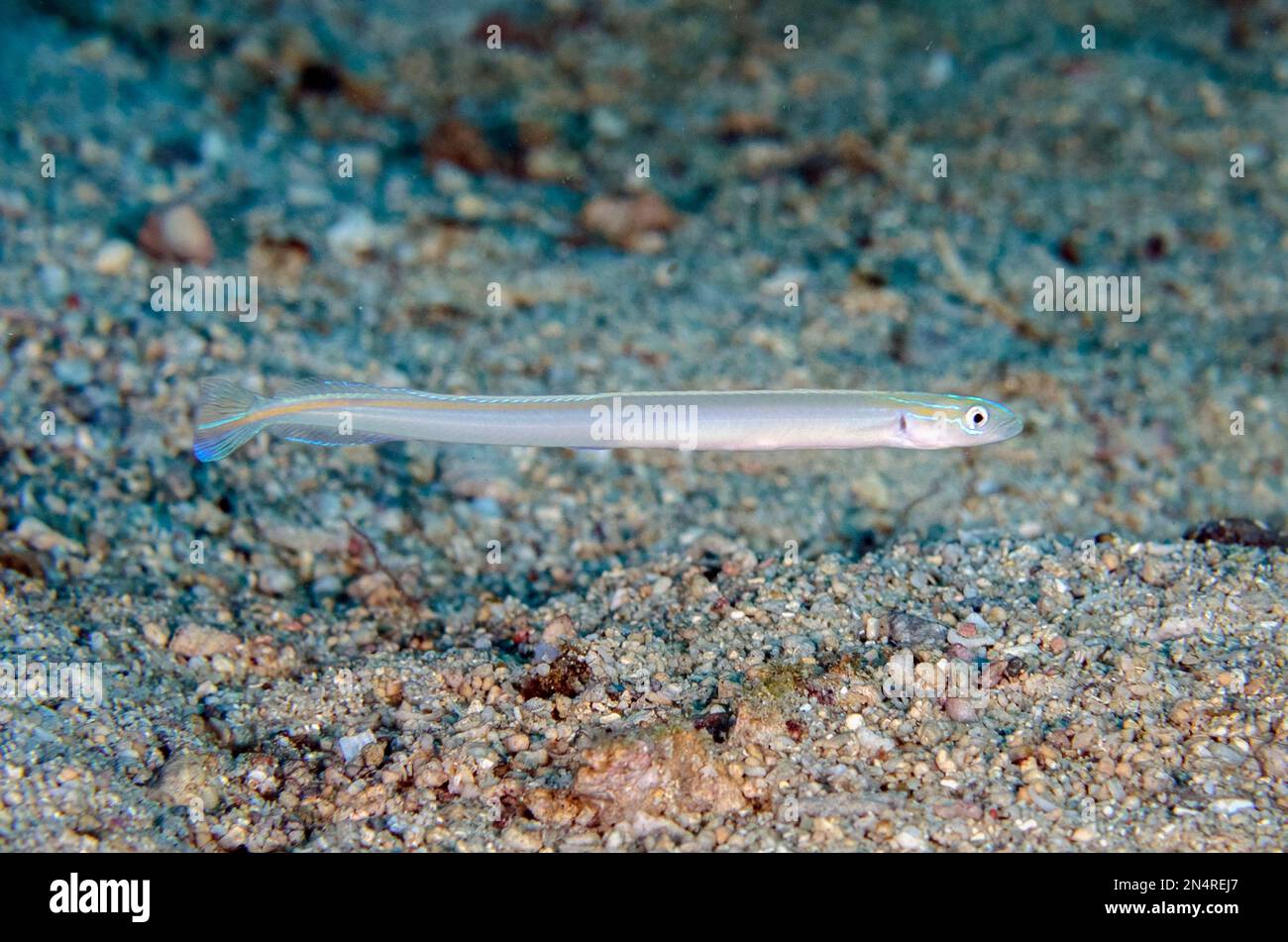 Onespot Wormfish, Gunnellichthys monostigma, Post 1 Dive Site, Menjangan Island, Buleleng, Bali, Indonesien Stockfoto
