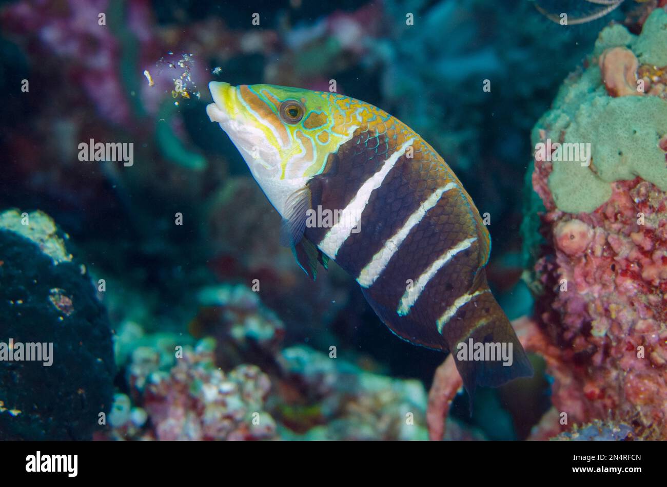 Barred Thicklip Wrasse, Hemigymnus fasciatus, Ausspucken ungenießbarer Korallen, Tauchplatz nach 2, Menjangan Island, Buleleng, Bali, Indonesien Stockfoto