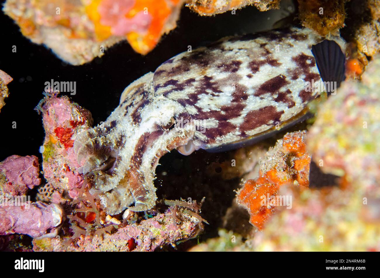 Stumpy-Spined Cuttlefish, Sepia bandensis, Crystal Bay Wall Tauchplatz, Padang Bai, Bali, Indonesien Stockfoto