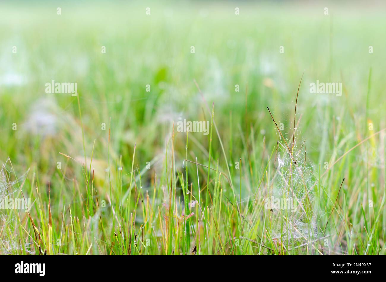 Rosen mit Frosttropfen fielen auf Bündel kleiner Netze im grünen Gras im Norden von Yakutia. Stockfoto