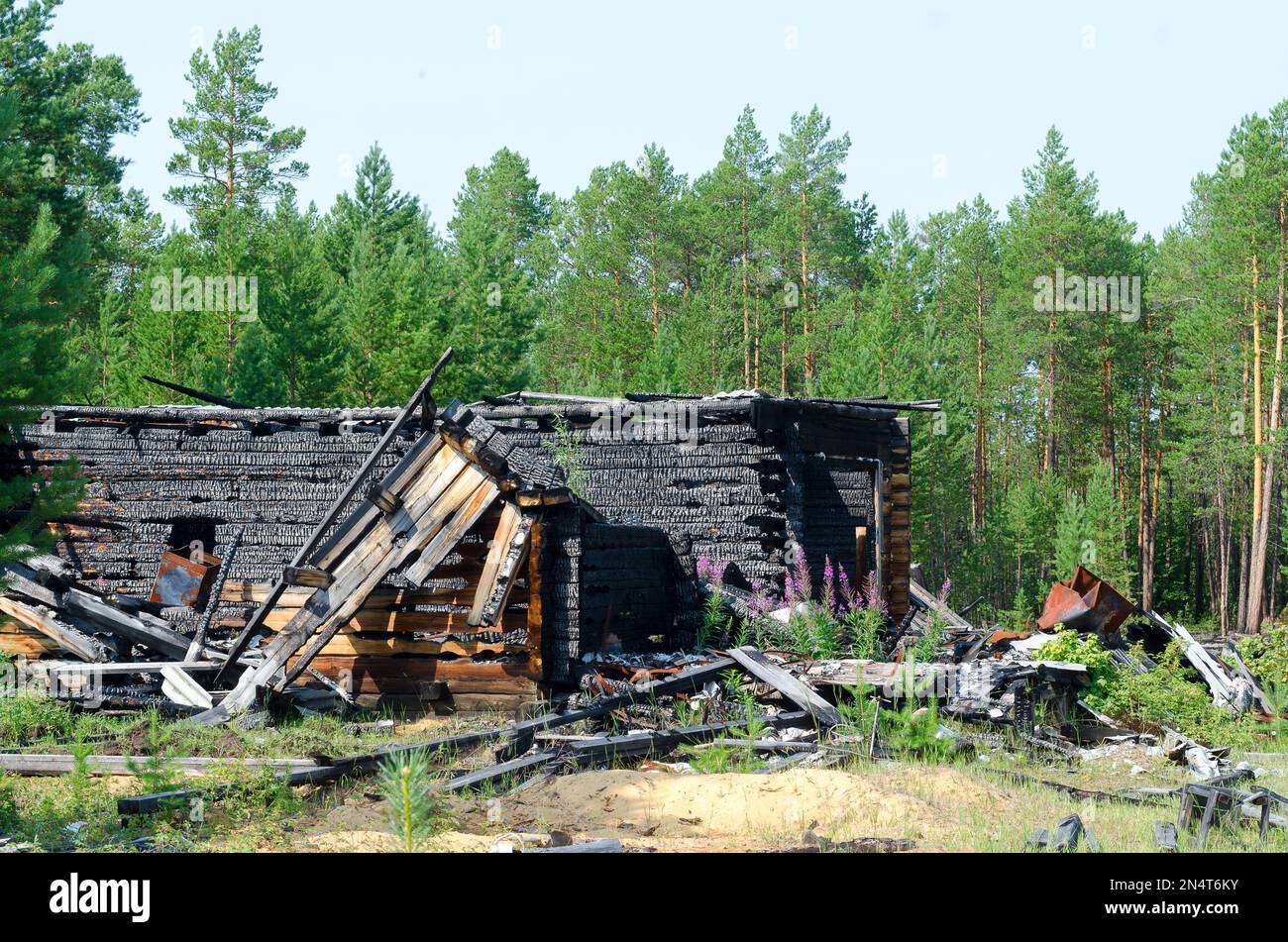 Die Überreste des Holzhauses brannten nach einem Brand ohne Dach mit verkohlten Holzstämmen im Fichtenwald der nördlichen Taiga von Yakutia. Stockfoto