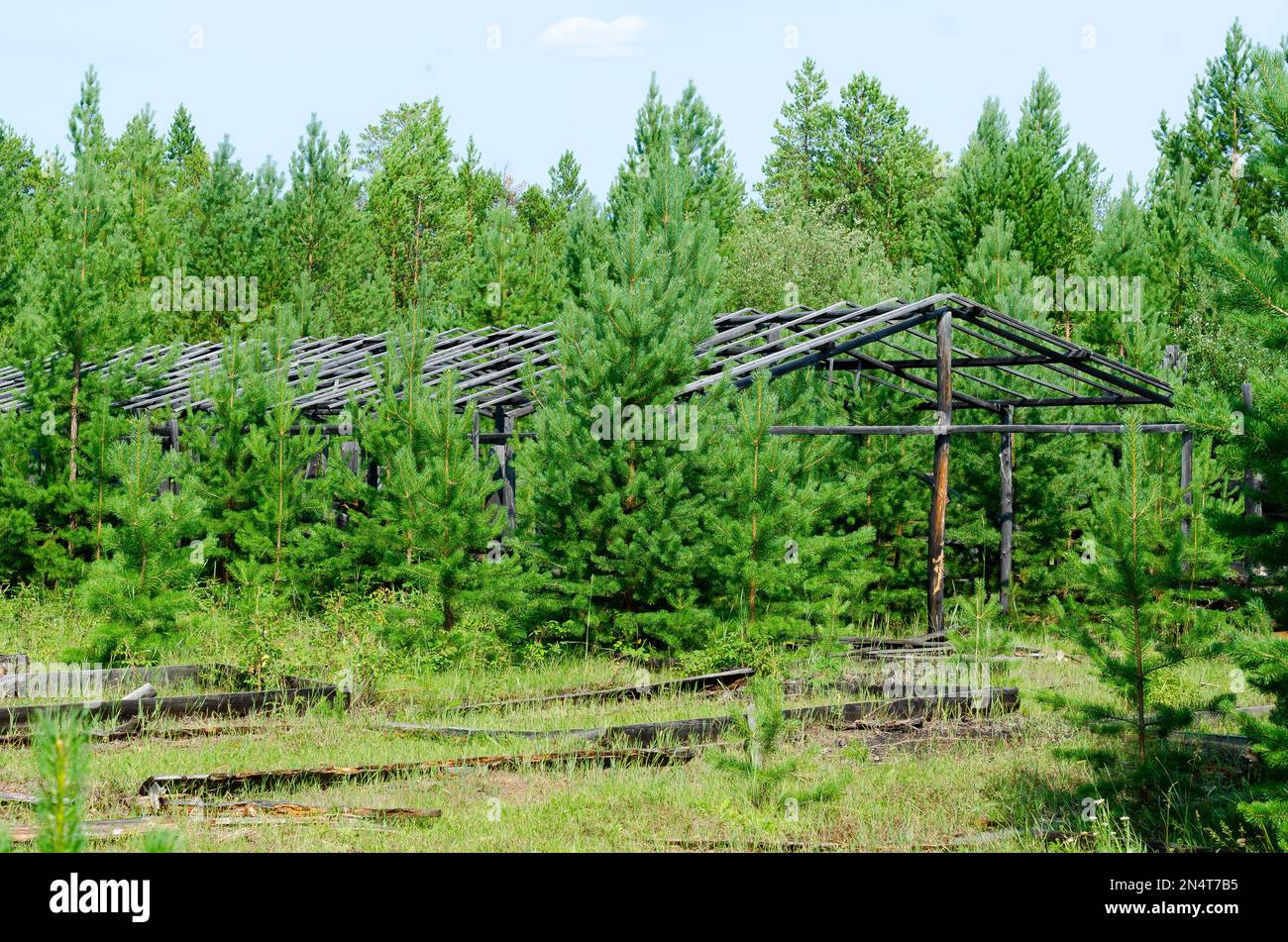 Verlassenes Holzgewächshaus für Pflanzen und Beete nach einem Brand in der wilden nördlichen Taiga von Yakutia. Stockfoto