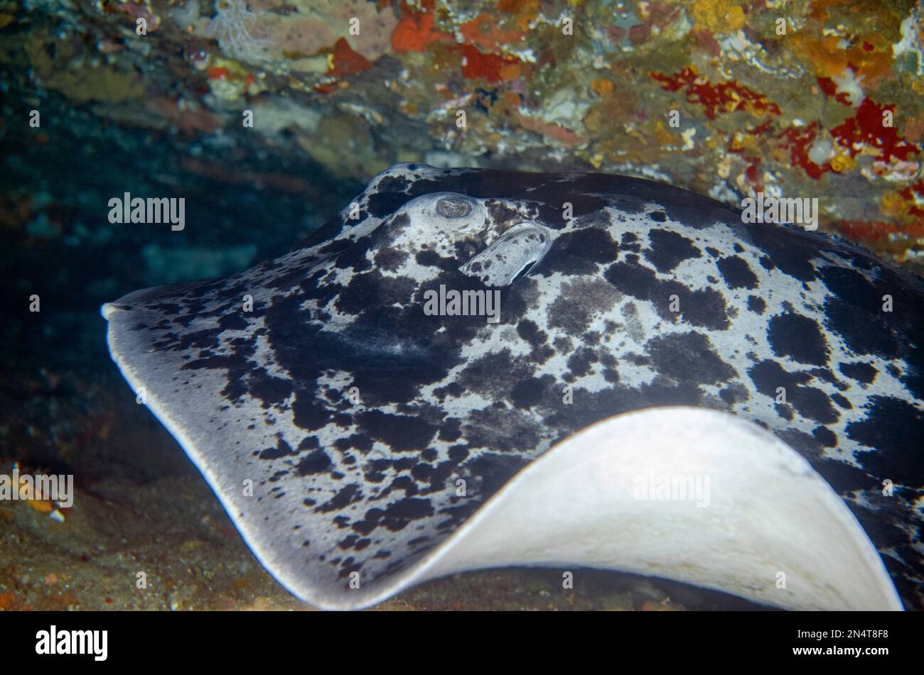 Marmorierter Stachelrochen, Taeniura meyenis, als anfällig eingestuft, da er sich nur langsam fortpflanzt und durch kommerzielle Fischerei und die Schädigung von Lebensräumen bedroht ist, B Stockfoto