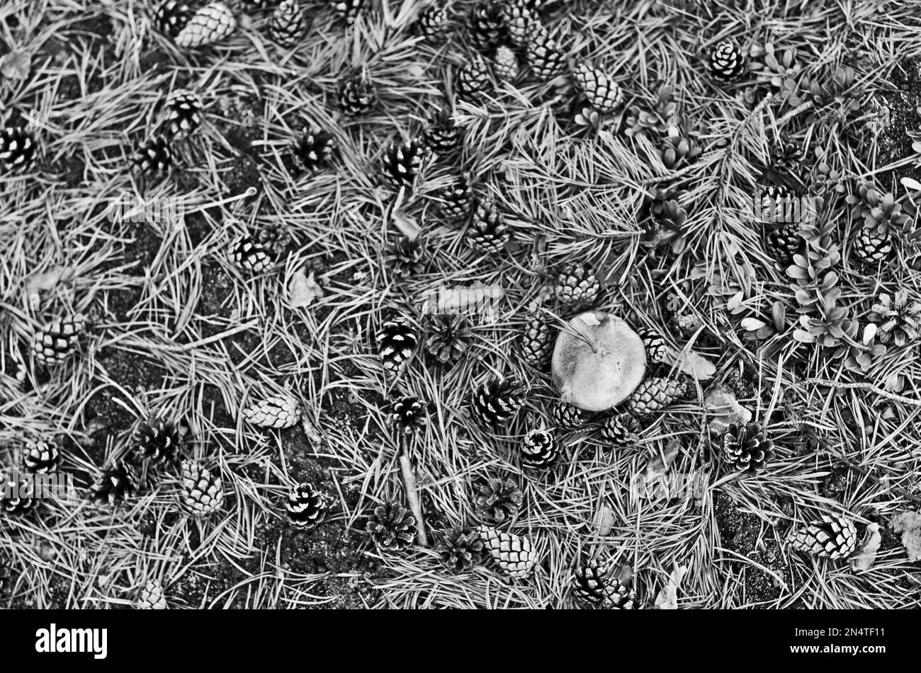 Schwarzweißbild eines Pilzhutes zwischen Tannenzweigen und Nadeln auf dem Waldboden der Tundra. Stockfoto