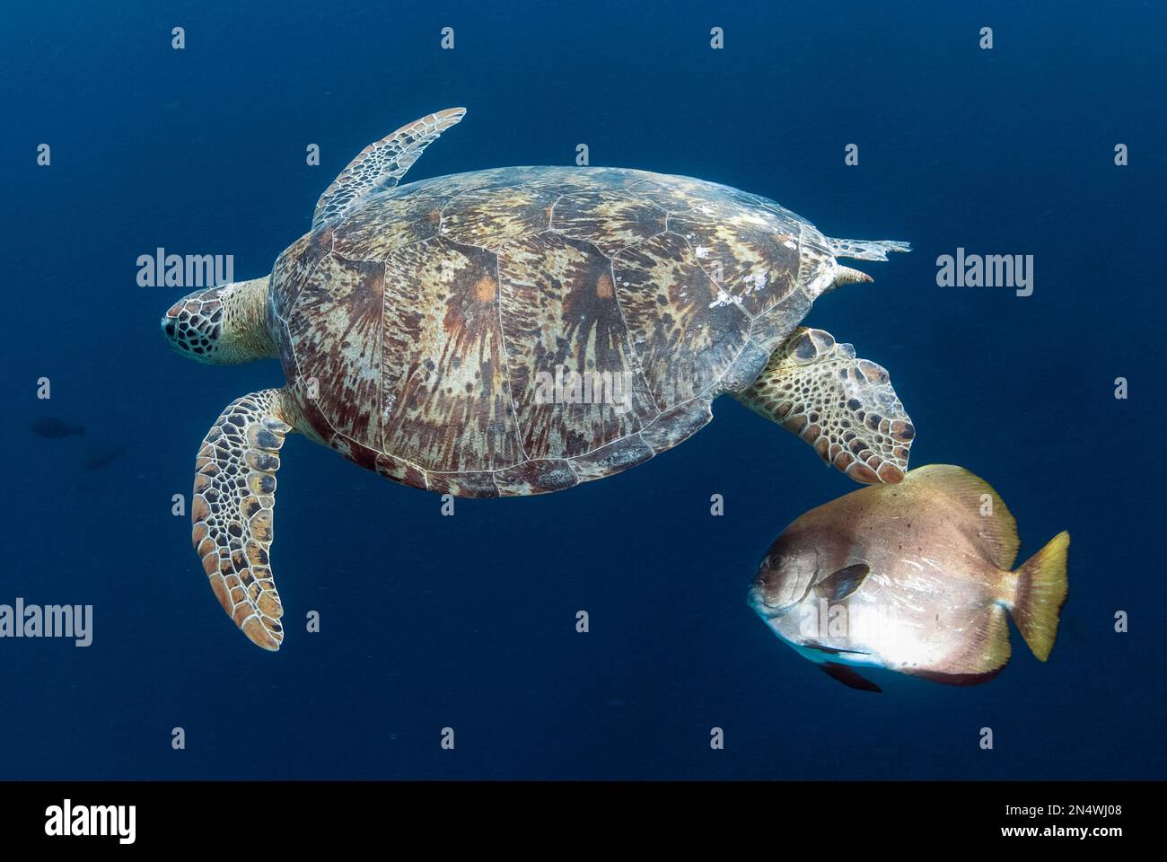 Grüne Meeresschildkröte, Chelonia mydas, bedrohte Arten, Schwimmen mit gefiederten Spadefish, Platax pinnatus, Turtle Patch Tauchplatz, Sipadan, Sabah, Malaien Stockfoto