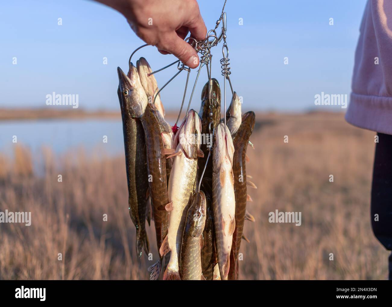 Die Hand des Fischers, der einen gefangenen Fisch hält, viele Hechte, die Kukan auf dem Hintergrund der anderen Person hängen, und Seen. Stockfoto