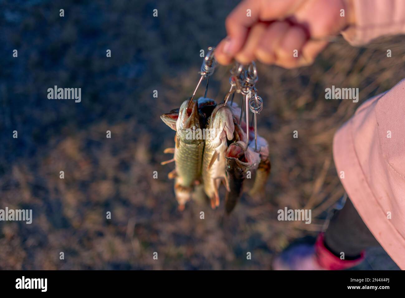 Das Mädchen an der Hand des Anglers, das eine Menge Fischpike hält und Fish Stringer Face aufhängt. Stockfoto