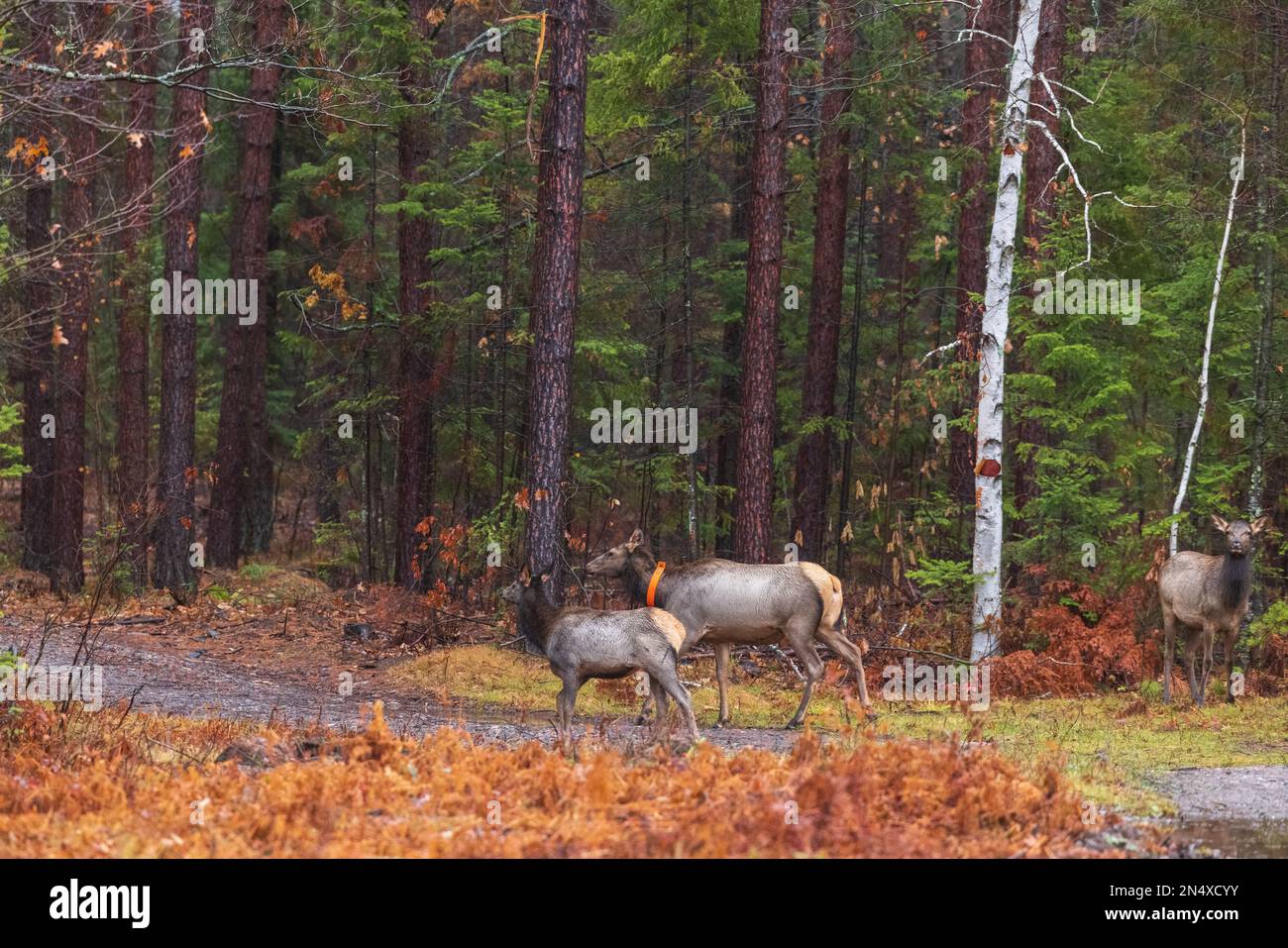 Clam Lake Elchherde im Norden von Wisconsin. Stockfoto