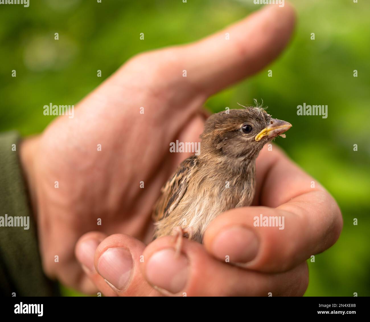 Eine kleine, dünne, zerschmetterte Sparrow-Tussi sitzt und schaut in die Handfläche eines Mannes. Stockfoto